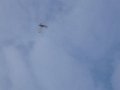 freeze fly 014